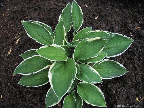 Funkie hosta francee - funkie,