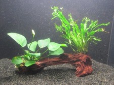 Mangrove mit Anubias barteri & Microsorium pt. windelov - Wasserpflanze Aquarium
