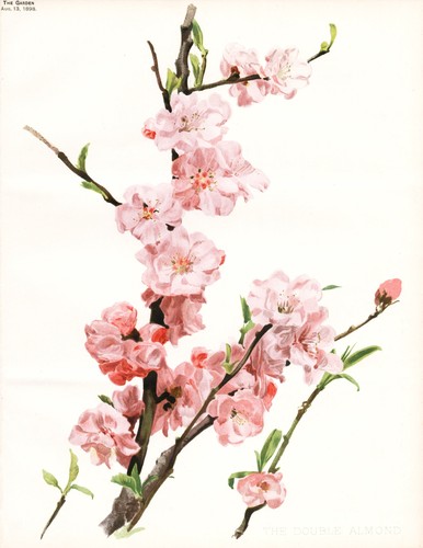Mandeln almond mandelbaum - almond,