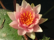 Nymphaea Solfatare -