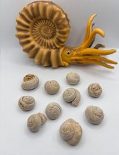Mini Schnecken Fossilien aus