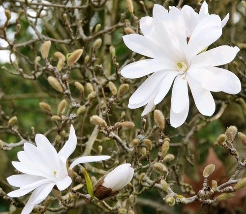 Magnolia stellata - magnolia,