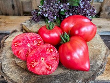 Sergeant Pepper pink - fruchtige herzförmige Fleischtomate wenig Kerne MEGA gut!