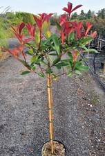 Glanzmispel photinia red - glanzmispel, robin