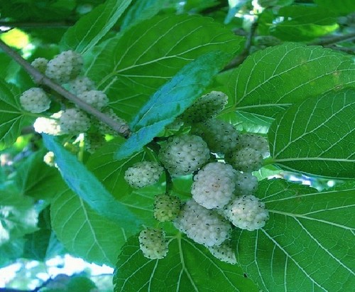 Winterharter weisser - winterharter,