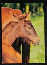 Pferdepostkarte, AK Pferde