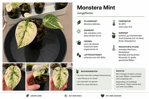 Monstera mint - monstera,