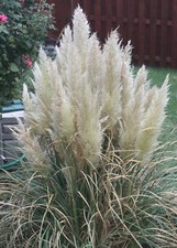 SAMEN Beet PAMPAS-GRAS