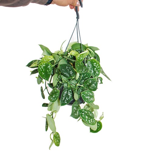 Exotenherz efeu scindapsus - efeu,