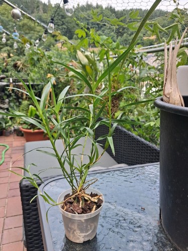 Dendrobium luzonense orchidee - luzonense,