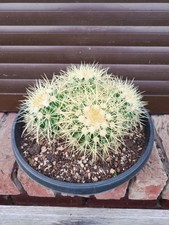 Echinocactus Grusonii "Schwiegermuttersitz" 4er Gruppenschale