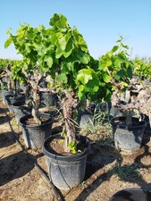 Weinrebe Weinstock knorrig