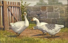 Ak Bauernhof, Gänse