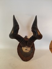 Kuhantilope Hartebeest Hörner Gehörn Geweih Trophäe dt. südwest Afrika Kolonie