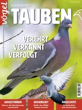 Tauben | deutsch