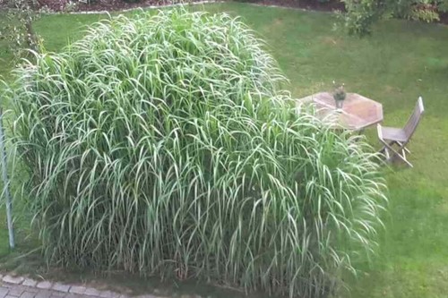Miscanthus giganteus 160cm - , +
