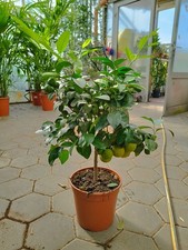 Rote Limette Citrus aurantifolia Lima Rossa 50–80cm Hochstämmchen Zitruspflanze