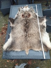 Gegärbtes Wildschweinfell