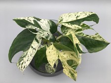 Epiprenum Pinnatum Marble King variegata Stecklinge