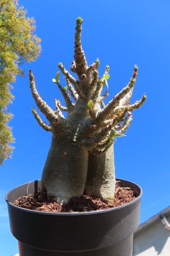 Adenium obesum wüstenrose - adenium,
