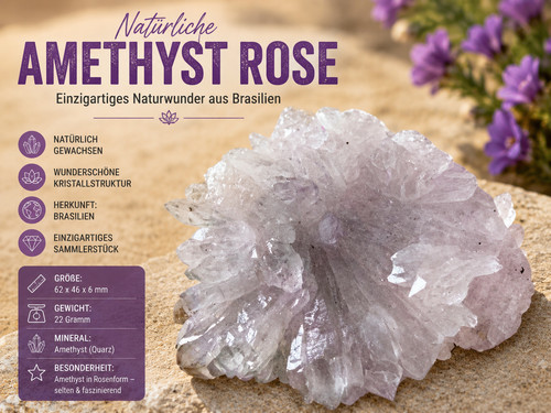 Amethyst rose uruguay - rose,