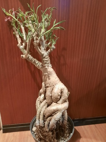 Pachypodium succulentum xxxl - pachypodium,