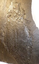 Fossile, prähistorische Fisch