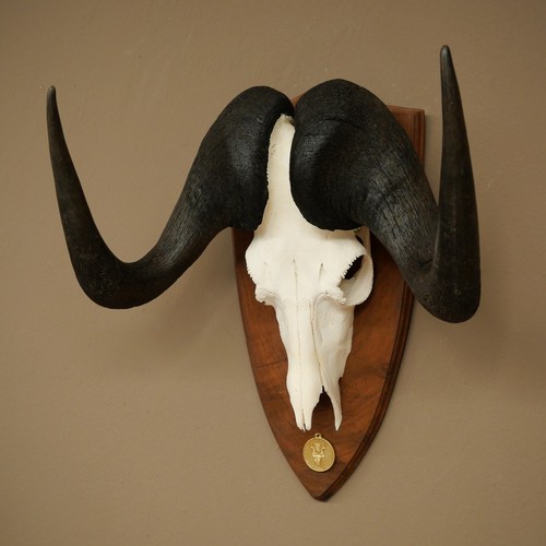 Gnu weißschwanzgnu - gnu,