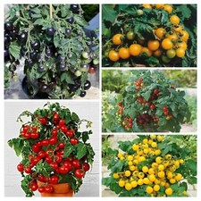 BUNTE ZWERGTOMATEN -