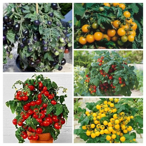 Bunte zwergtomaten - zwergtomaten,