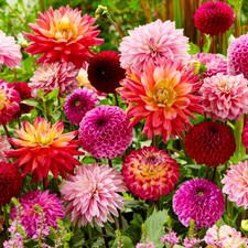 Dahlien knollen blumenzwiebeln - dahlien,