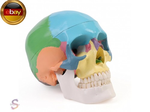 Anatomischer didaktik schädel - anatomischer,