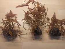  1  XXL Nymphae Knollen mit mehreren Pflazen