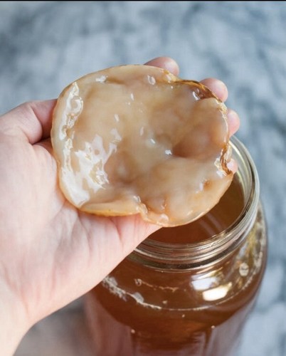 Kombucha scoby teepilz - kombucha,