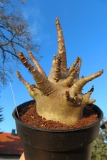 Adenium obesum Wüstenrose Caudex verzweigt Baobab Nr 154