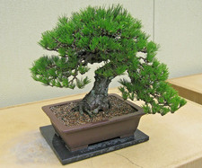 Samen von der SCHWARZ-KIEFER