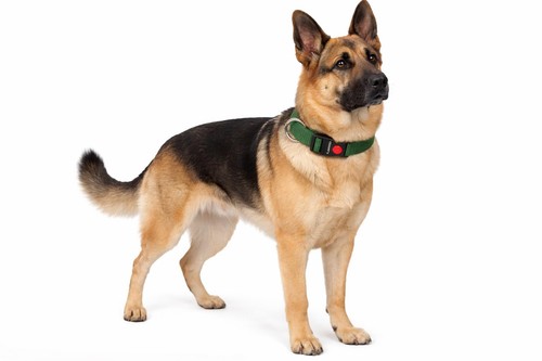 Hundehalsband ziggi kaki - hundehalsband, xl