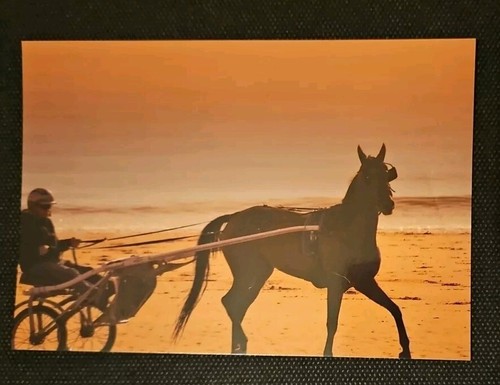 Pferdepostkarte pferde - ak,