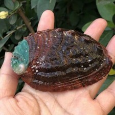 2X Süße Abalone Muschel Natürlich Shell Fisch Tank Landschaft Requisite Kunst