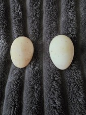 Bruteier Laufenten ( indische