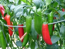 Serrano Hot Chili Pepper