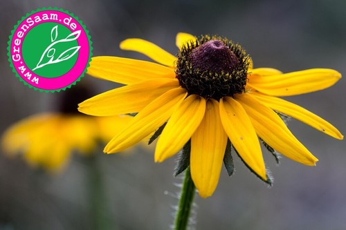 Rudbeckia gelber sonnenhut - gelber,
