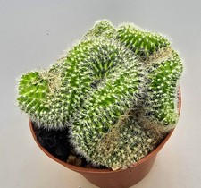Schöner mammillaria ernestii - mammillaria,