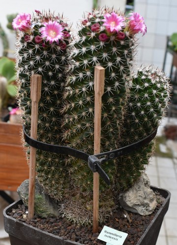 Mammillaria isotensis