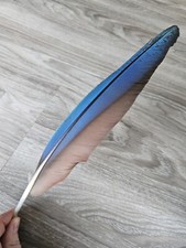 35 cm blaue ? Vogelfeder Papageienfeder Feder Ara Schreibfeder Rechtshänder 
