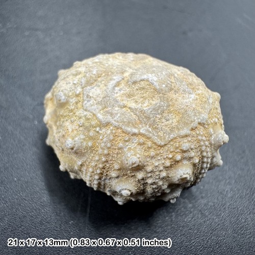 Cidoris echinoid fossil - cidoris,