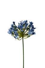 künstlicher Agapanthus Schmucklilie blau 75cm Kunstblume Sommerdekoration