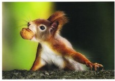 Ansichtskarte: Nussknacker -