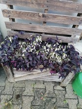 Oxalis Blumenzwiebeln Zwiebeln Blumen Sauerklee Triangularis 5 Rhizome