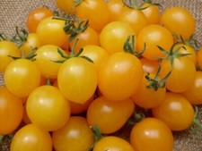 100 x Tomatensamen Golden